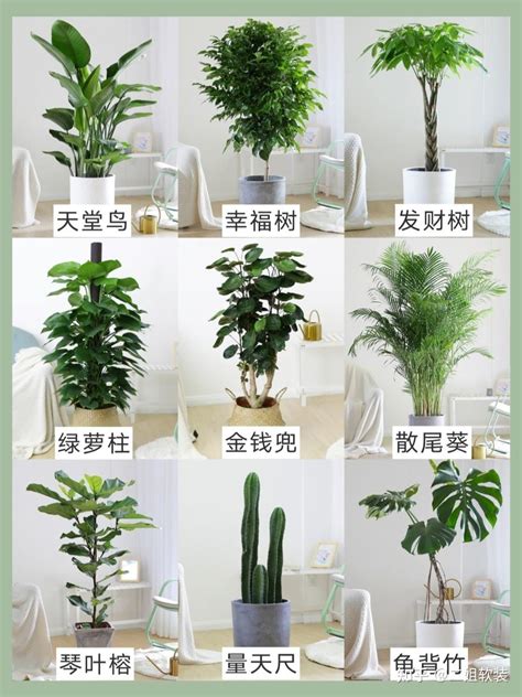 家里适合养什么植物|100种适合室内养的植物